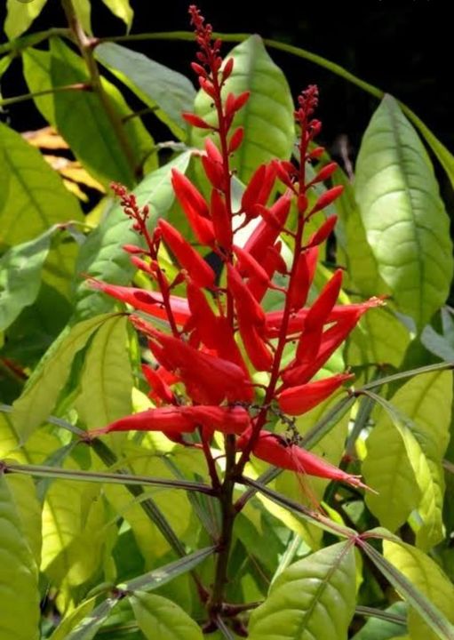 CUASIA Tratamientos Naturales Pronamed